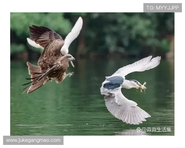 前进之鹰与海尔的较量：谁能在市场竞争中脱颖而出